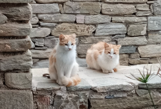 two twin cats sitting outside
