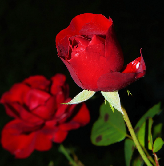 A Gorgeous Rose Perfume That Belongs on Your Skin