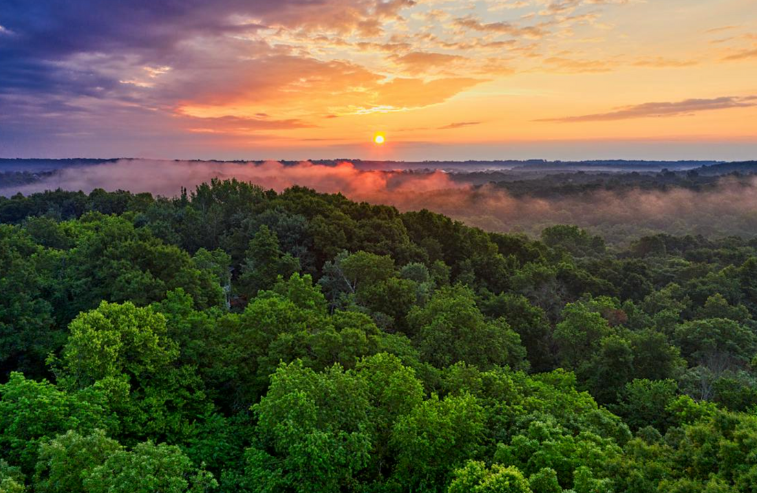 aerial photo of sunset and earthy green leafy trees