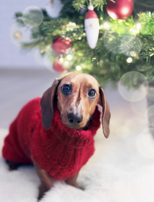 photo of a posh dog in a red sweater posing in front of a christmas tree