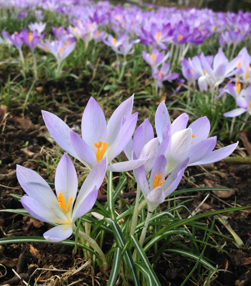 photo of purple saffron