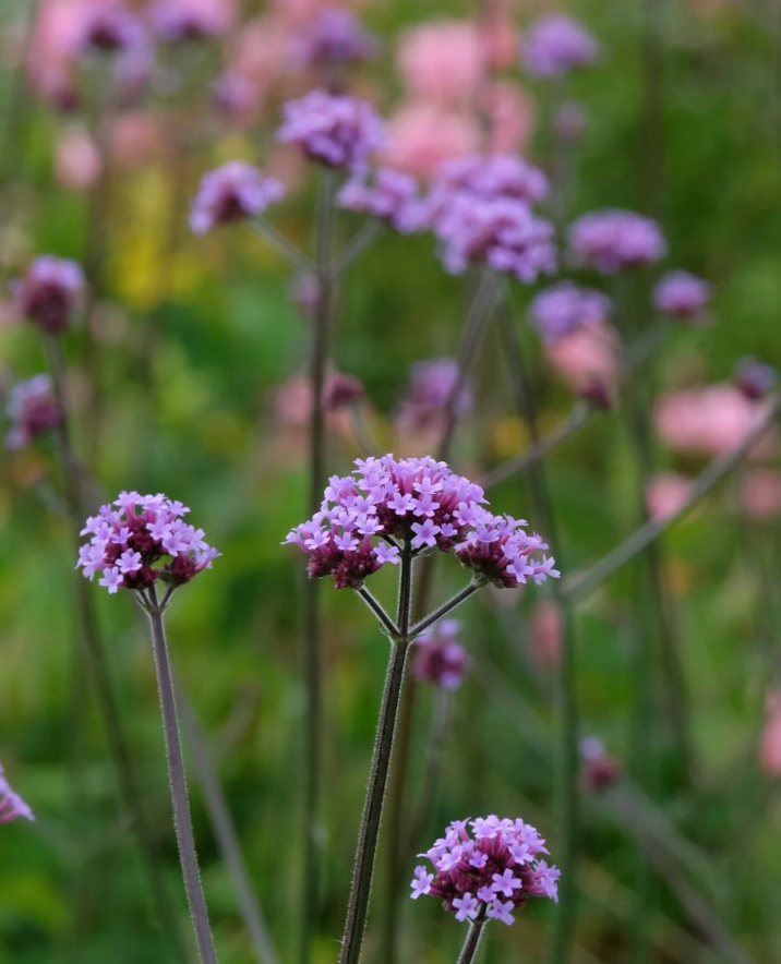 beautiful lavender verbena flowers in a blooming garden