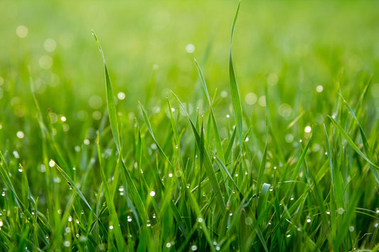 image of morning dew vetiver grass