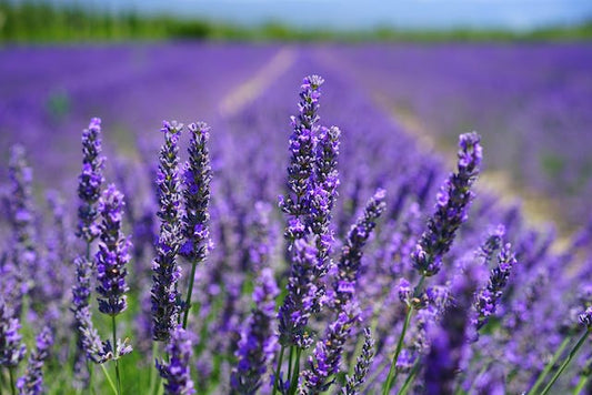 photo of purpled petaled lavender flowers